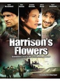 Harrisons Flowers